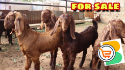 Kalahari goat available for sale