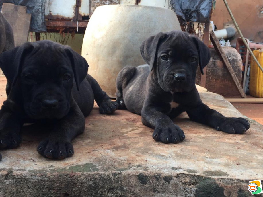 Pure Cane Corso Dog/puppy For Sale Contact: 08104035288