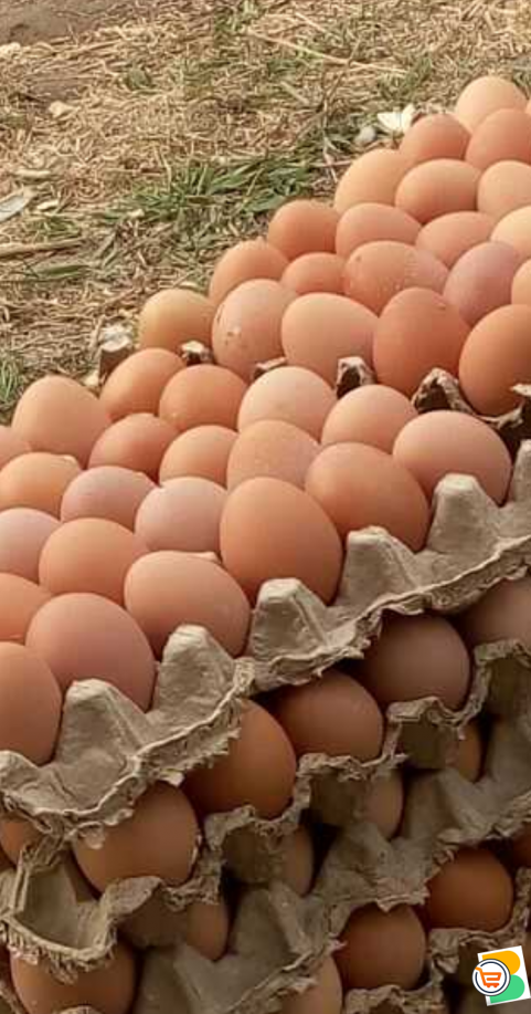 Fresh eggs for sale direct for farm.